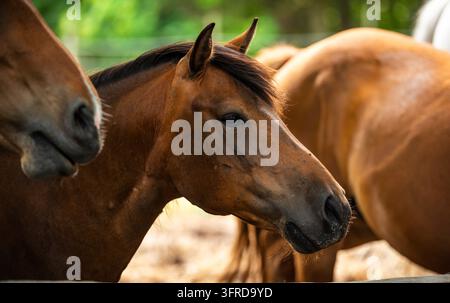 Nahaufnahme eines braunen Pferdes auf einem Bauernhof. Pferdehintergrund Stockfoto