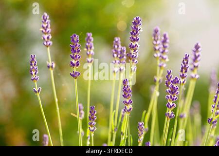 Nahaufnahme Makroaufnahme von lila Lavendelflora im Sonnenlicht Stockfoto