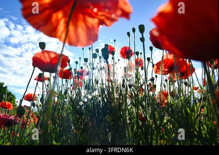 Rote Mohnblumen in einer Feldlandschaft vor blauem Himmel. Stockfoto