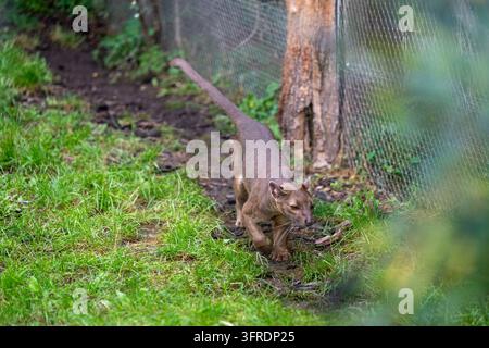 Fossa (Cryptoprocta ferox), ein fleischfressendes Säugetier, das endemisch in Madagaskar vorkommt, läuft auf dem Boden innerhalb ihres Geheges im Zoo Prag. Stockfoto