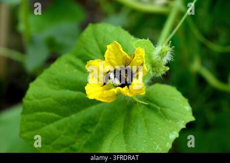 Nahaufnahme eines Weißbindigen Taubenschwanzbienen (Bombus lucorum), bedeckt mit winzigen Wassertropfen, der eine Melonenblüte für den Pollen betritt Stockfoto