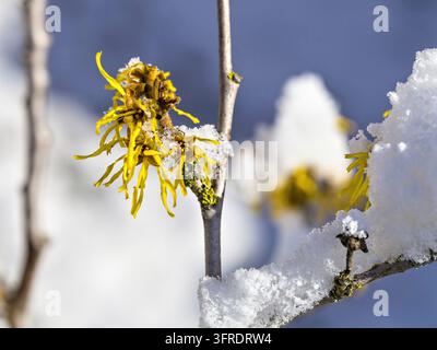 Schnee auf der Blüte der Hexenhasel Stockfoto