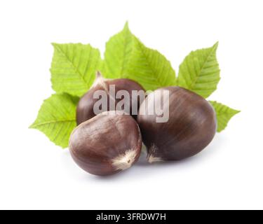 Kastanie mit Blättern auf weißem Hintergrund Stockfoto