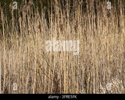 Trockenes Laubschilf, das vor einer üppig grünen Hecke unter hellem Sonnenlicht aufsteigt, schafft an einem sonnigen Tag eine ruhige natürliche Szene Stockfoto
