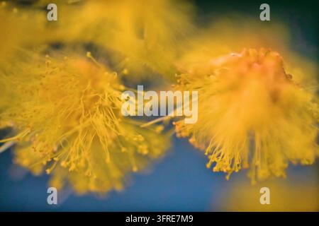 Gelbe Blütenstand (viele Blüten) der silbergrünen Mimose (Acacia dealbata). Ultra-Makro Stockfoto