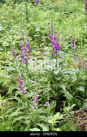 Blumige rote Fingerhut, Digitalis purpurea, im Wald Stockfoto