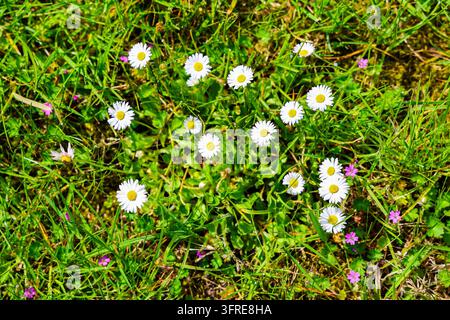 Weiße Gänseblümchen und kleine violette Blumen, die in einem Feld aus lebhaftem grünem Gras wachsen und eine fröhliche Frühlingsszene schaffen Stockfoto