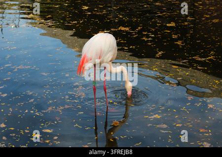 Rosa Flamingo, der mit dem Kopf unter Wasser im Teich frisst. Stockfoto