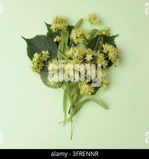 Frische Blumen und Lindenblätter auf einem pastellgrünen Hintergrund Stockfoto