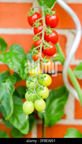 Reife und unreife Kirschtomaten, die auf der Weinrebe vor einer Ziegelmauer wachsen und die verschiedenen Wachstumsphasen zeigen Stockfoto