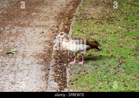 Ägyptische Gans, die auf grünem Gras stehen und ihre Umgebung in der Nähe eines Spazierweges beobachten. Wildtiere, die in natürlichen Lebensräumen leben Stockfoto