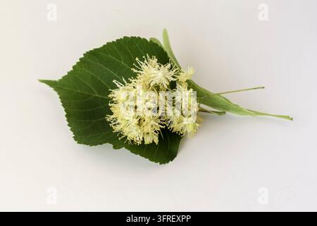 Frische Blumen und Blätter von Limettenbäumen auf weißem Hintergrund Stockfoto