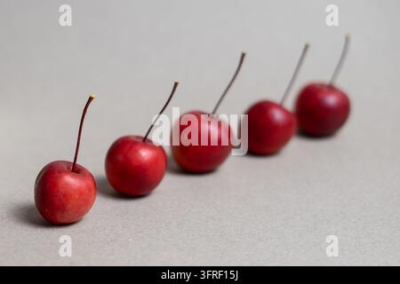 Reihe von roten Apfelbäumen mit selektivem Fokus und Kopierraum Stockfoto