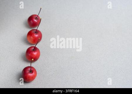 Reihe von roten Crabapples mit selektivem Fokus und Kopierraum Stockfoto