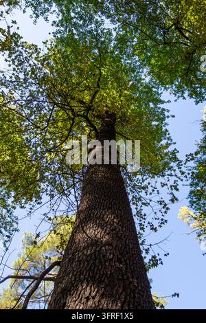 In einer vertikal gerahmten Waldaufnahme ein massiver, uralter Baumstamm, der sich in Richtung Himmel erstreckt, und das üppige Laub an seiner Spitze, von einem niedrigen Winkel aus aufgenommen Stockfoto