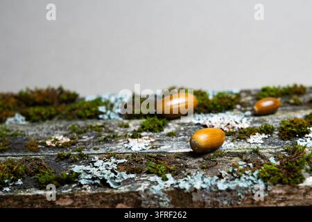 Eicheln auf alten moosbedeckten Holzplanken im Herbst Stockfoto