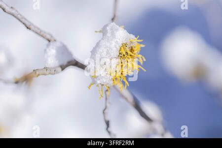Schnee auf der Blüte der Hexenhasel Stockfoto