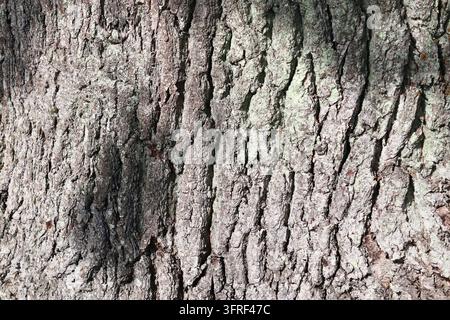 Nahaufnahme auf sehr detaillierten Baumrinde Texturen in hoher Auflösung Stockfoto