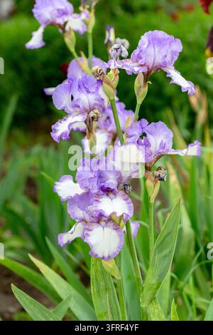 Weiß-lila Iris Germanica Nahaufnahme auf einem Blumenbeet im Garten. Atmosphärischer Frühlingsblumenhintergrund Stockfoto