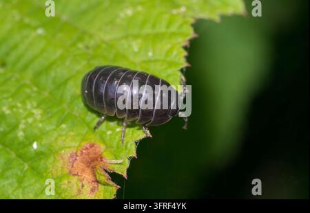 Gewöhnlicher Rollass (Armadillidium vulgare), auch gewöhnlicher Rollass, Landassel, Ballassel (Armadillidiidae), Landassel, Nahaufnahme, Makro, Makrofoto, sitzend Stockfoto