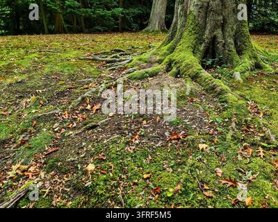 Baumwurzeln, die mit leuchtend grünem Moos bedeckt sind und aus dem überwucherten Waldboden herausragen, mit eingefangenen trockenen Herbstblättern Stockfoto