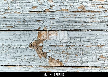 Nahaufnahme im Vollformat von verwitterten Holzplanken, die stark rissige und abblätternde hellblaue Farbe zeigen, wodurch die natürliche Holzmaserung darunter zum Vorschein kommt Stockfoto