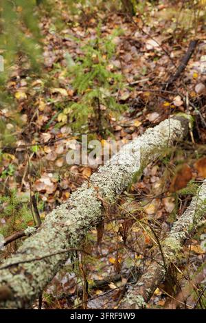 Nahaufnahme einer moosbewachsenen Baumstamme und Herbstblätter auf dem Boden in wilden nordeuropäischen Wäldern. Stockfoto