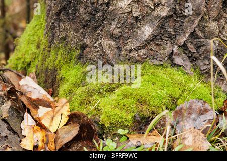 Nahaufnahme einer Naturrtextur aus moosiger Rinde und gefallenem Laub auf feuchtem Waldboden in Skandinavien. Stockfoto