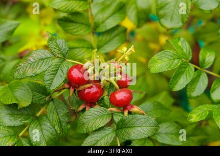 Nahaufnahme horizontale Hintergrundtextur von lebhaften Hagebutten mit Regentropfen im Spätherbst in Nordeuropa. Stockfoto