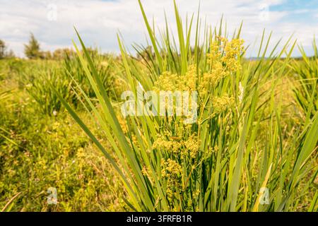 Frauenschwefel, Galium verum, Pflanzen mit lebhaften gelben Blüten, die wild in einer üppigen grünen Sommermatte wachsen Stockfoto