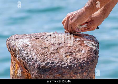 Männliche Hände reinigen einen kleinen, frisch gefangenen Fisch auf einem rostigen Hafen-Bollwerk Stockfoto