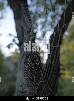 Spinnennetz, das mit winzigen Wassertröpfchen bedeckt ist und vor einem verschwommenen grün-blauen Hintergrund funkelt, das die komplexe Struktur und zarte Schönheit der Natur zeigt Stockfoto