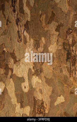 Eine detaillierte Nahaufnahme der Textur und des organischen Musters von natürlicher Platanenrinde. Stockfoto