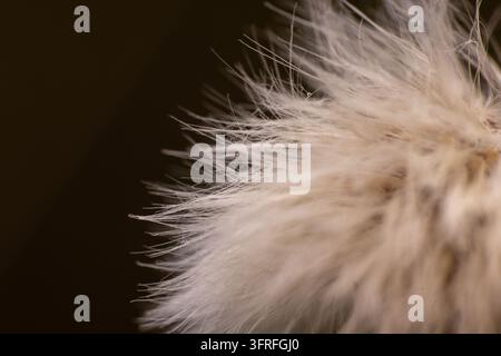 Weiche, flauschige Felltextur vor dunklem Hintergrund. Felldetails betonen natürliche, zarte Strähnen. Bild vermittelt Wärme und Komfort. Stockfoto