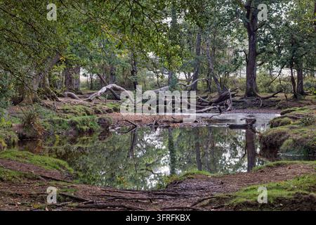 Ford im New Forest Stockfoto