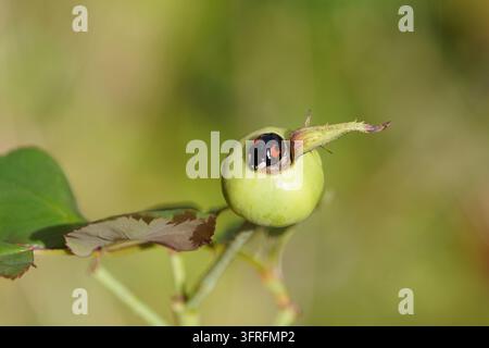 Harlequin Marienkäfer (Harmonia axyridis f. conspicua) auf einer Hagebutte. Familie Coccinellidae. Niederlande, Oktober Stockfoto