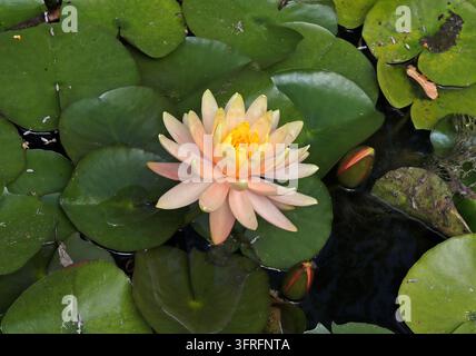 Wasserlilie oder Wasserlilie, Nymphaea "Cypriana", Nymphaeceae. UK. Hybrid. Nymphaea 'Cypriana' ist eine robuste hybride Wasserlilie. Stockfoto