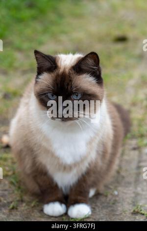 Porträt einer Siamkatze mit blauen Augen im Freien, ruhiges Haustier, das auf dem Gras sitzt Stockfoto