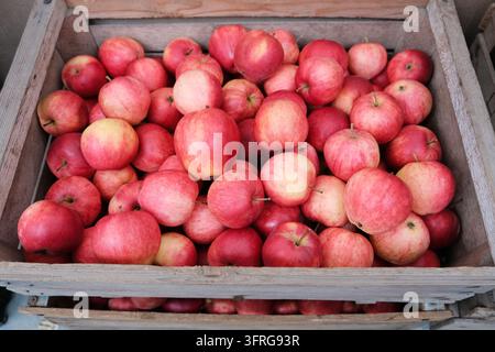 Oberansicht vieler frischer roter und gelber Pepinka Litovskaya-Äpfel, verpackt in einer rustikalen Holzkiste. Organische Herbstfrucht erntet in einem Obstgarten garde Stockfoto