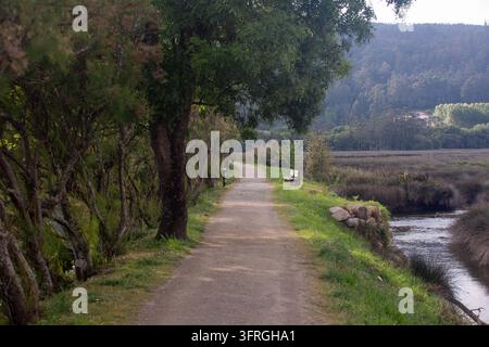 Schmutziger Fußweg, der mit Bäumen gesäumt ist, entlang des Flussufers in Ponteceso, einer kleinen Stadt an der Mündung des Anllóns-Flusses an der Costa da Morte, A Coruña p Stockfoto