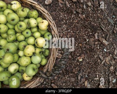 Frisch geerntete grüne Äpfel in einem Weidenkorb auf Bodenmulch Stockfoto