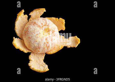 Blasser Kern haftet an der Frucht um einen kleinen freigelegten Abschnitt, während lebhafte Schalenstücke sich nach außen fächerförmig gegen großzügigen schwarzen Freiraum legen Stockfoto
