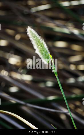 Nahaufnahme der Blütenstände von Kaninchenfußgras mit weichem, flauschigem Samenkopf Stockfoto