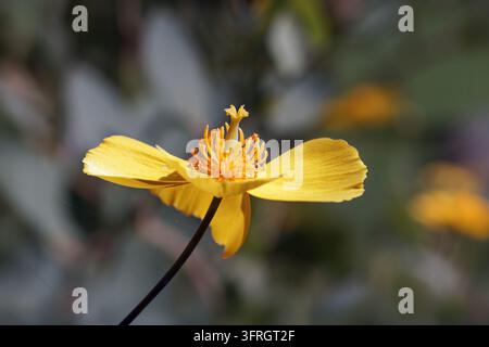 Moosige Felsbrocken in der Nähe eines verrosteten Zauns. Stockfoto
