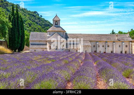 Abbaye de Senanque, nahe Gordes, Provence-Alpes-Côte d'Azur, Frankreich Stockfoto