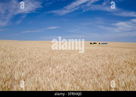 Weizenfeld im östlichen Washington Palouse Farmland Farmfelder mit blauem Himmel und Wolkenlandschaft Stockfoto