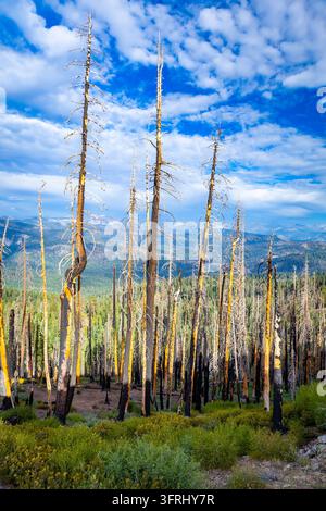 Verbrannte Überreste einer abgebrannten Waldgrenze säumen den Big Baldy Ridge Trail im Kings Canyon Nationalpark Stockfoto
