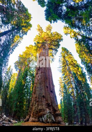 General-Sherman-Baum ragt in den blauen Himmel entlang des Sherman-Tree-Trails im Sequoia-Nationalpark Kalifornien Stockfoto