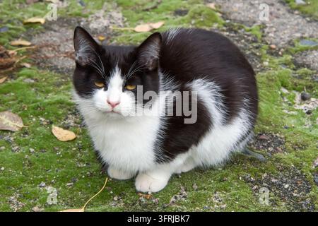 Eine schläfrige Katze sitzt auf dem moosigen Boden. Junge schwarz-weiße Katze Stockfoto