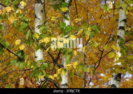Schöne Birkenbäume mit buntem Herbstlaub im Mountain Top Arboretum, Tannersville, New York. Malerische Herbstlandschaft mit weißer Birkenrinde Stockfoto